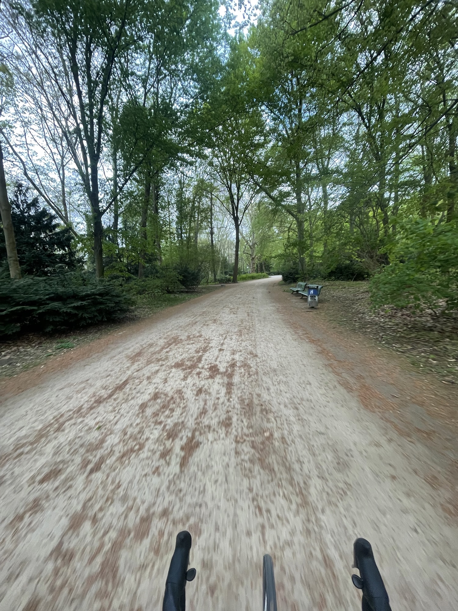 Sunlit path curving through Berlin's Tiergarten with tall trees, green lawns and scattered benches