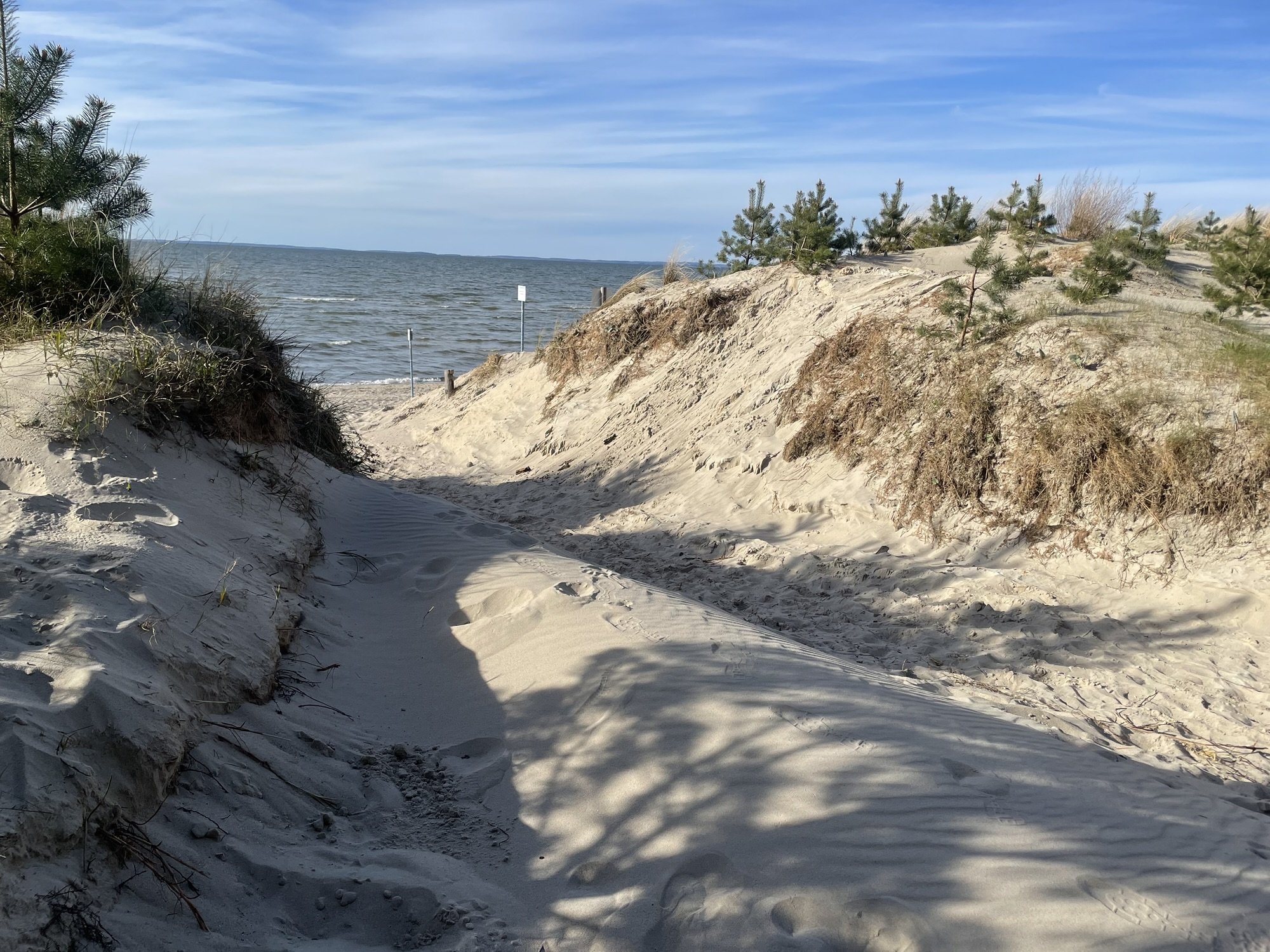 Light through the pine trees