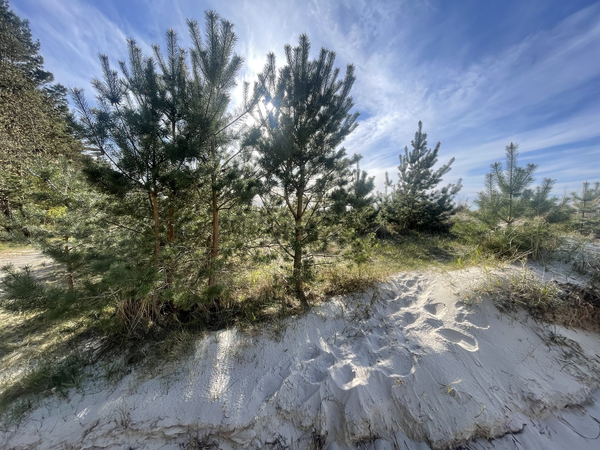 Pinewood forest path near the Baltic Sea
