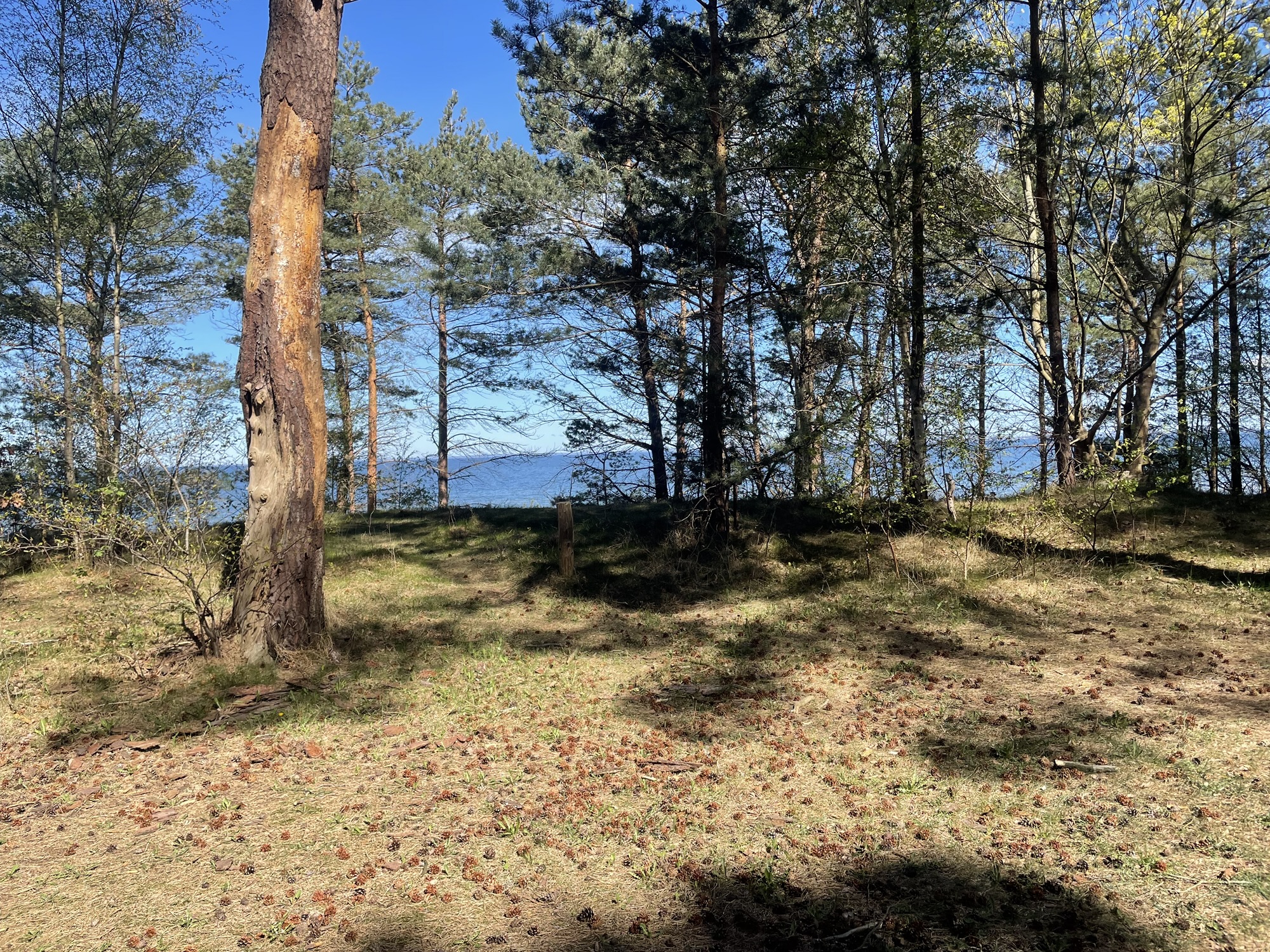 Pine cones on the forest floor