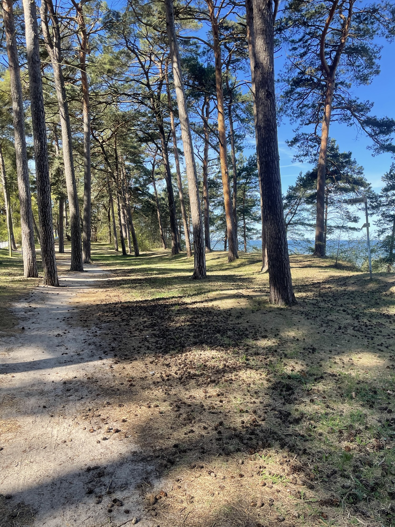 The Baltic Sea through the trees