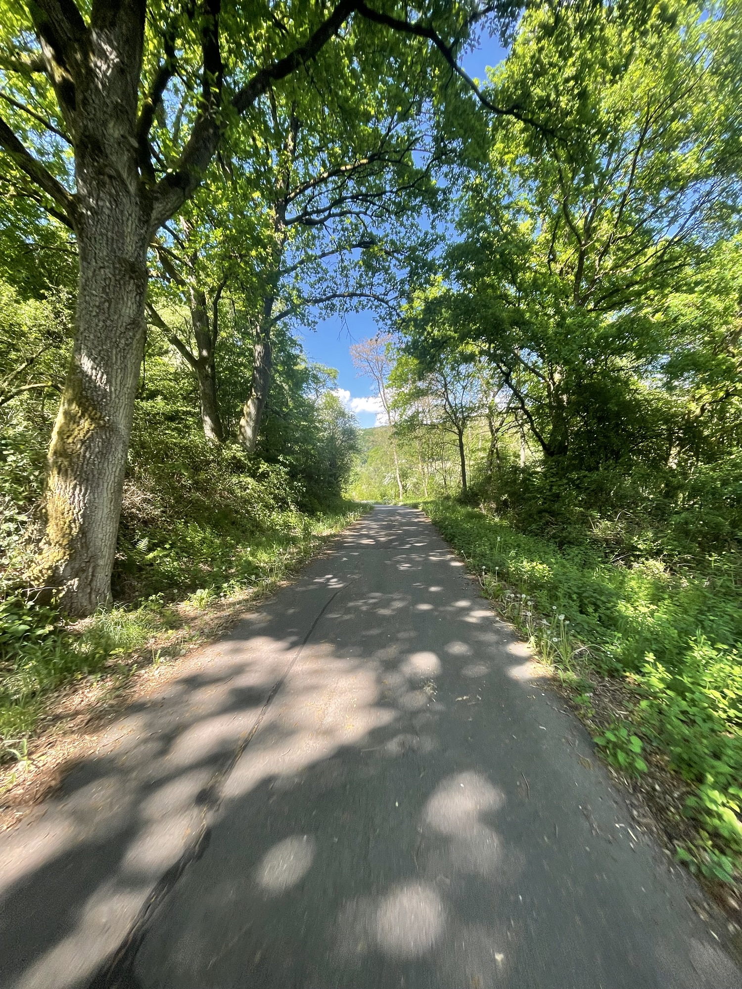 Forest path in Rheinland-Pfalz
